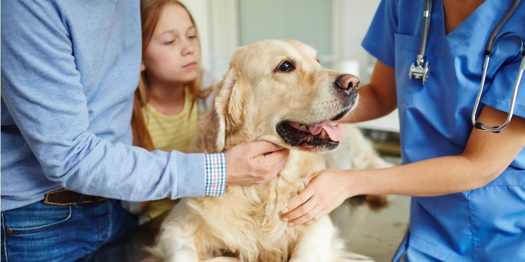 A dog being brought into the vet for a check-up