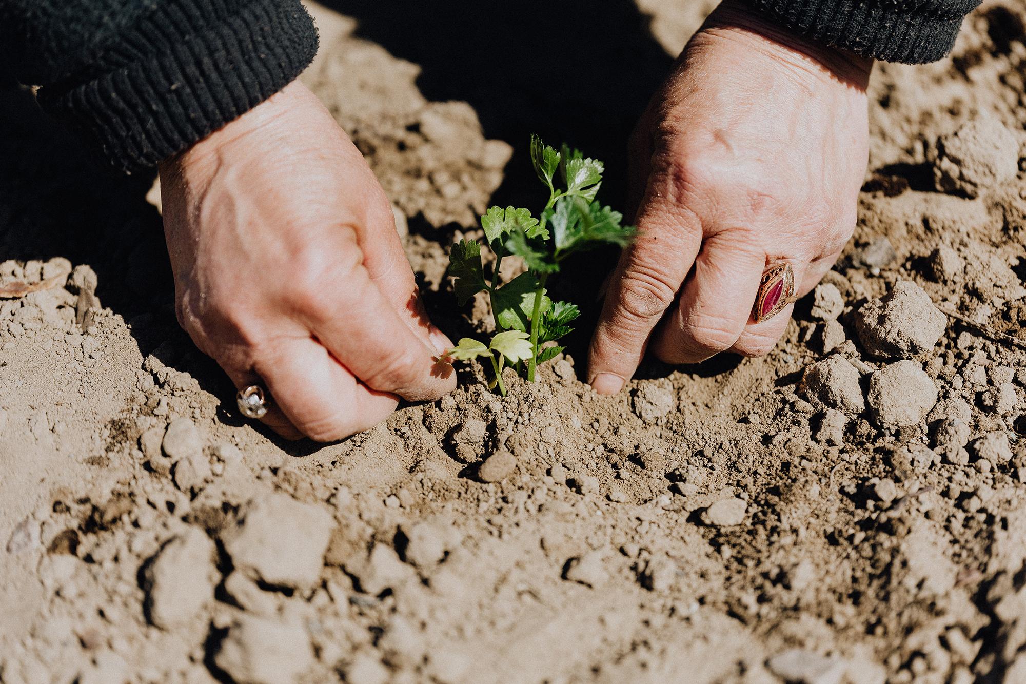 sem/ecology-soil-science